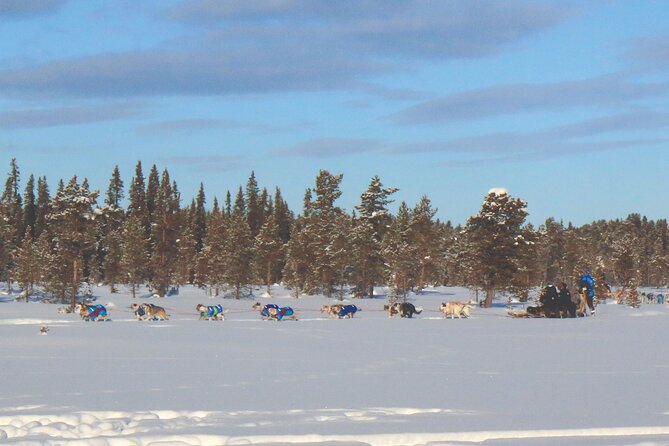 Sit Down Husky Ride Dog Sled Tour in Kiruna - Kurravaara: Where the Kennel Sets the Tone