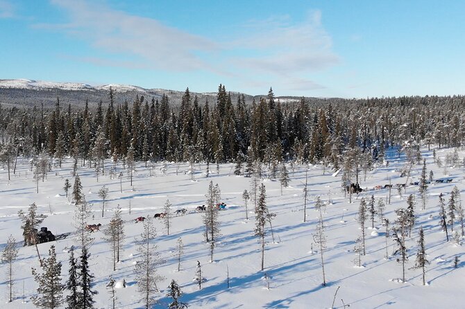 Sit Down Husky Ride Dog Sled Tour in Kiruna - Coffee, Cake, and Dogs in the Lavvu