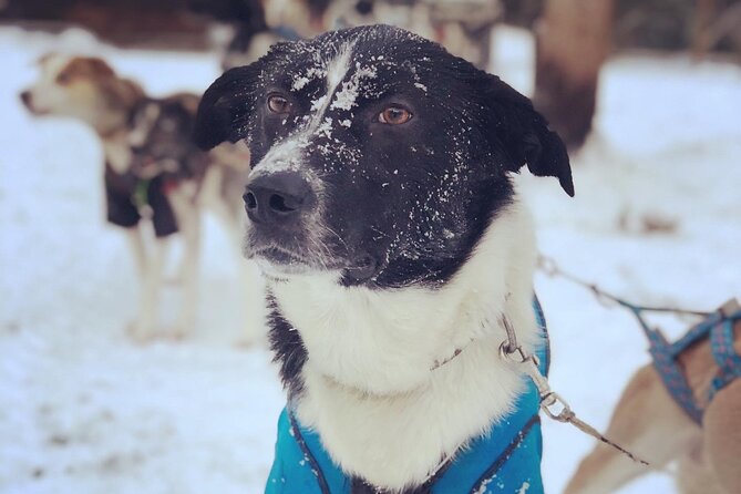 Sit Down Husky Ride Dog Sled Tour in Kiruna - The Views, the Cold, and the Pace