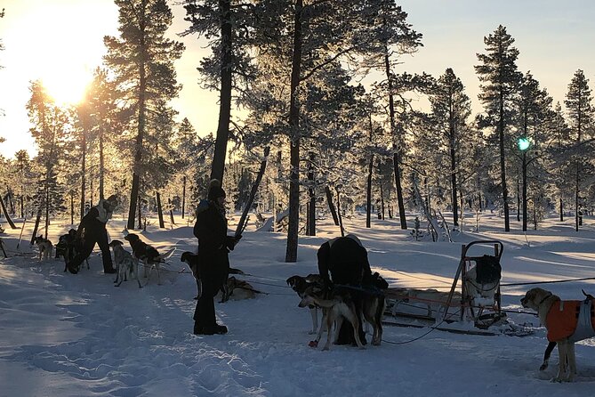 Sit Down Husky Ride Dog Sled Tour in Kiruna - Sitting Back While the Guide Runs the Team