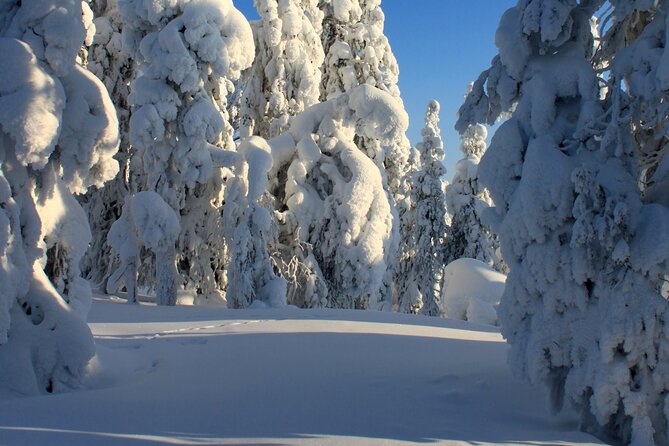 Snowshoe in a Winter Forest - Pickup makes the short tour easier to fit into Kiruna