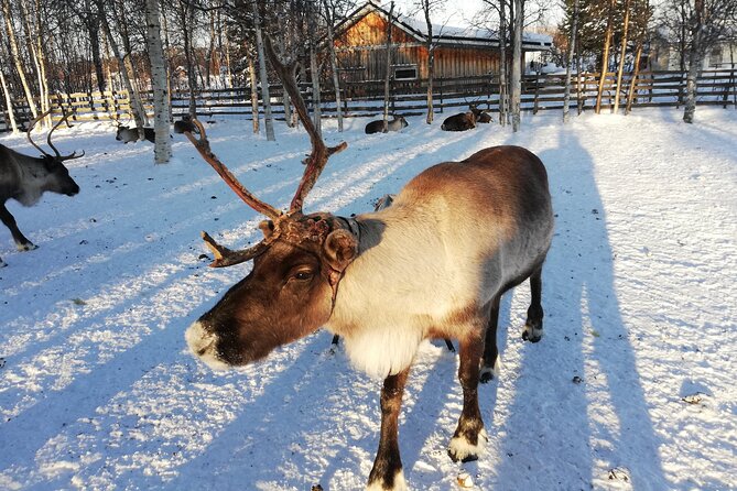 Stockholm Christmas Tour and Food Tasting Experience - What the $59.39 price gives you