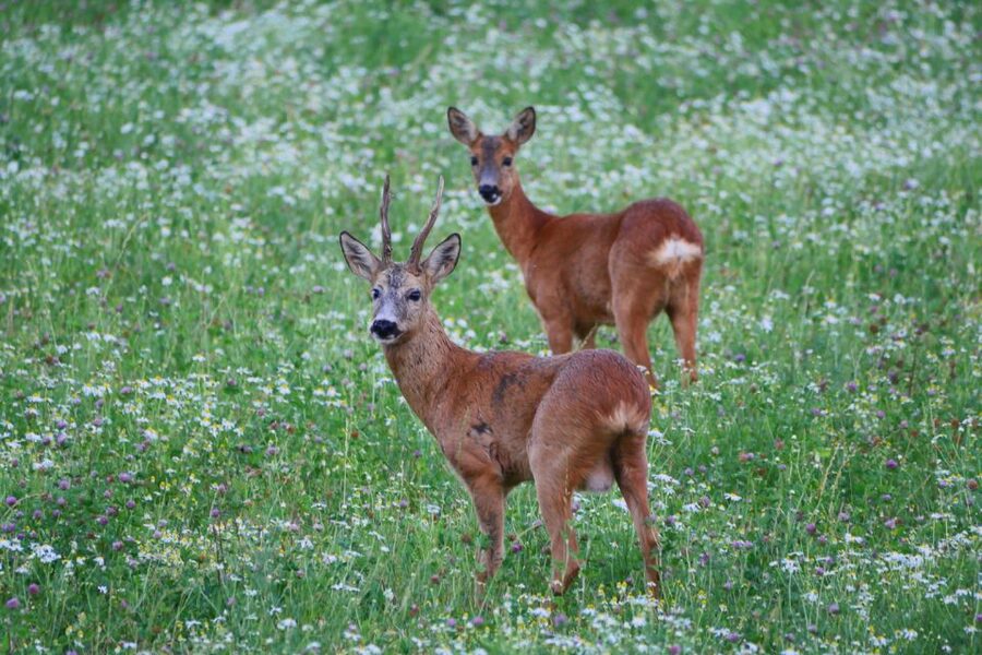Stockholm: Evening Wildlife Safari with Midsummer Meal - Key points to know before booking