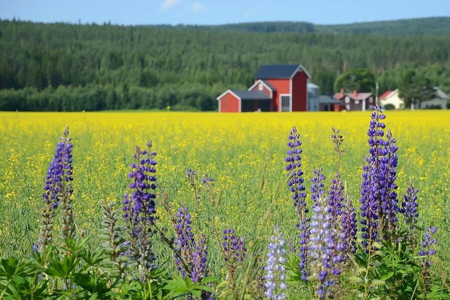 Stockholm: Evening Wildlife Safari with Midsummer Meal - From Kungsbrostrand to the Swedish countryside
