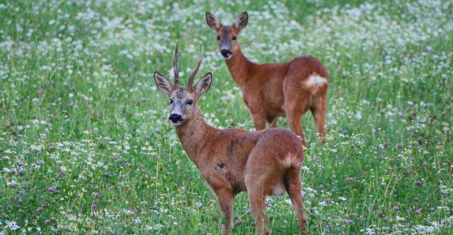 Stockholm: Evening Wildlife Safari with Midsummer Meal - Searching the meadows and woods for moose
