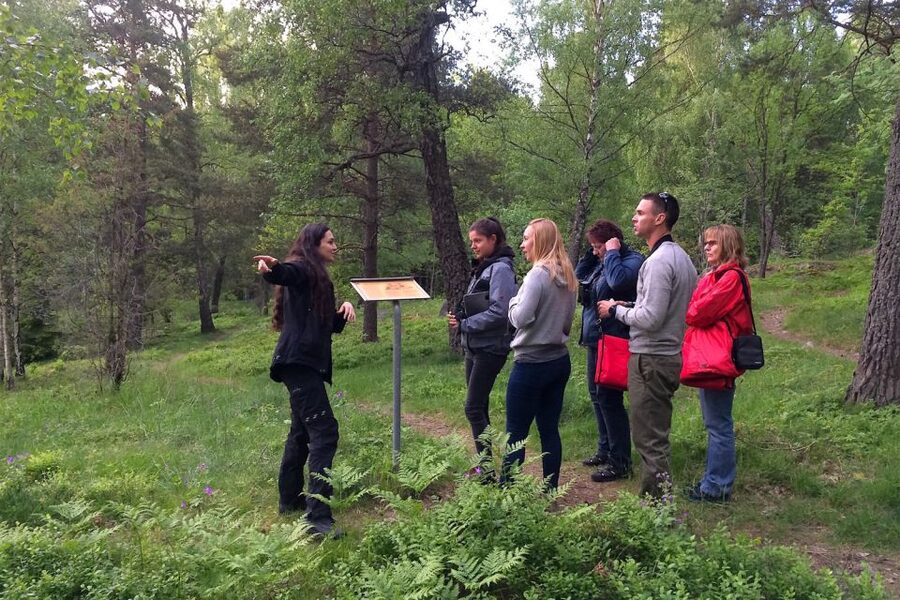 Stockholm: Evening Wildlife Safari with Midsummer Meal - The main limitation: wildlife is unpredictable