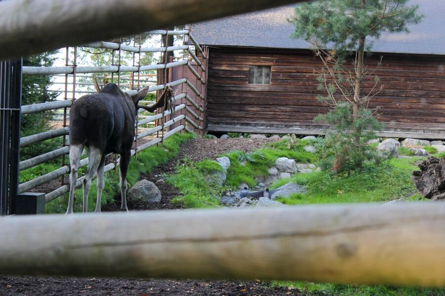 Stockholm: Personalized Guided Tour for Families - Skansen: Swedish traditions and Nordic animals