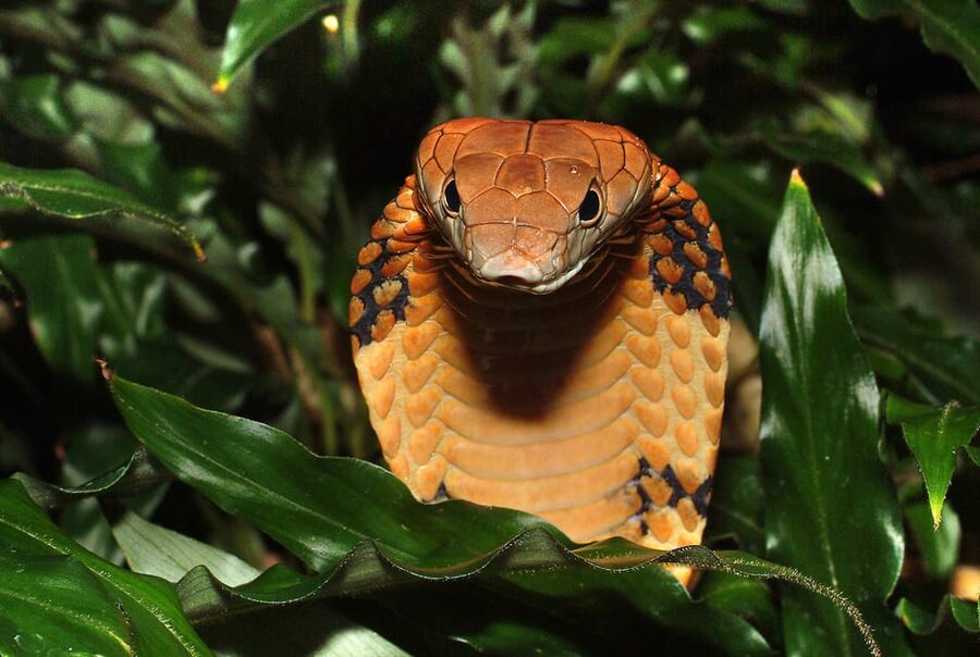 Stockholm: The Skansen Aquarium Entry Ticket - Reptiles, spiders, and the petting corner
