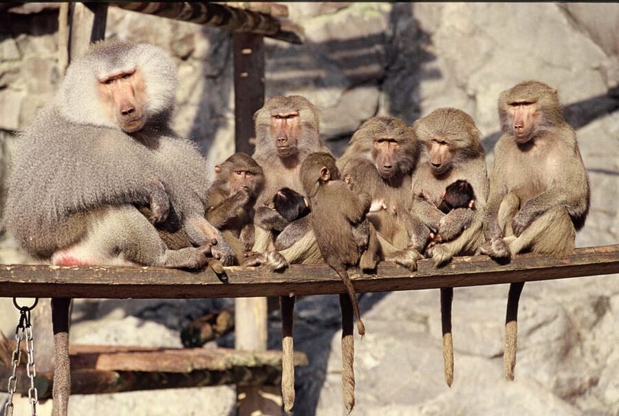 Stockholm: The Skansen Aquarium Entry Ticket - How long to allow and who will enjoy it