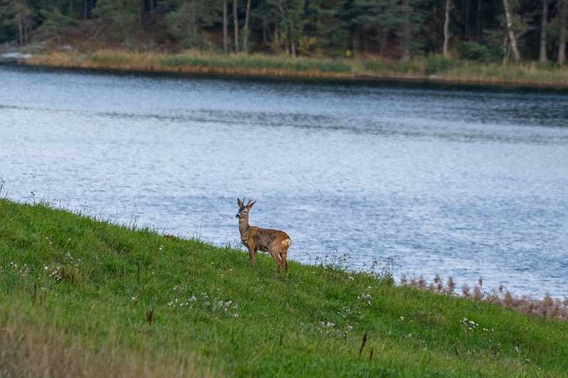 Stockholm: Wildlife Safari - Key points to know before you book