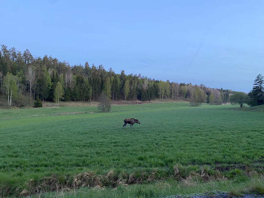 Stockholm: Wildlife Safari - Practical preparation for the evening