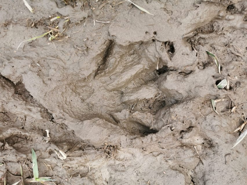 Stockholm: Wildlife Safari - What you might see around dusk