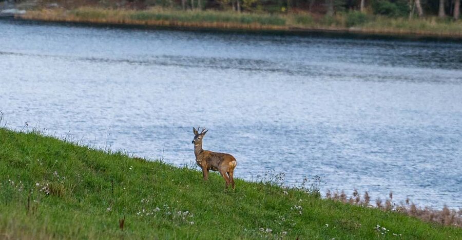 Stockholm: Wildlife Safari - Guides who make the difference