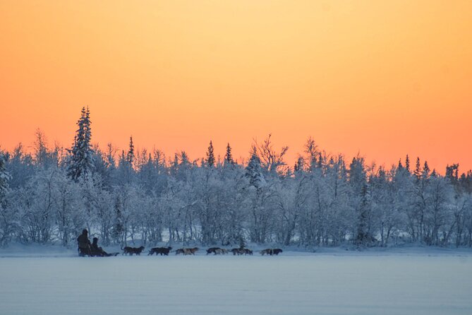 Sunrise Zen Husky Tour (10:00 to 13:00 - sitting on the sled) - A quiet sled ride through the Poikkijärvi woods