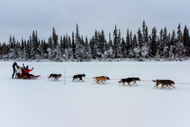 Sunrise Zen Husky Tour (10:00 to 13:00 - sitting on the sled) - The fire hut and a proper Lapland pause