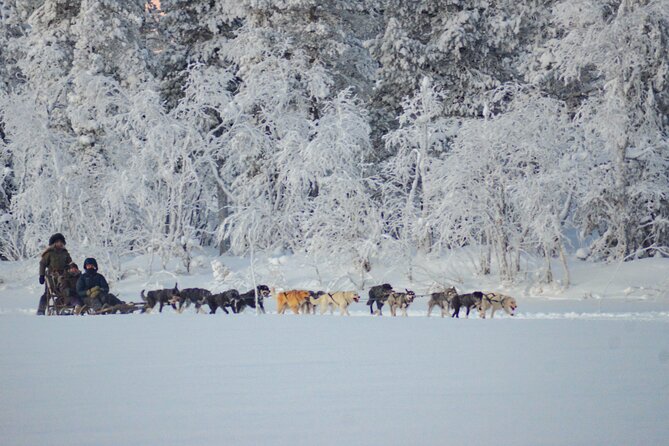 Sunrise Zen Husky Tour (10:00 to 13:00 - sitting on the sled) - Who will enjoy this outing most?