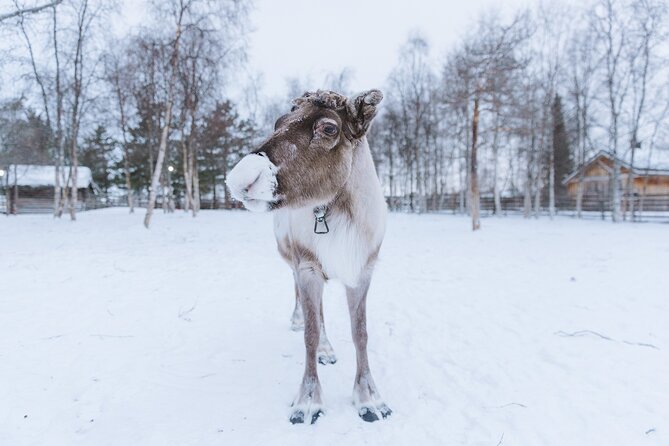 Visit the Sami and Reindeer in a Day Trip from Abisko - A Sámi setting, not just a photo stop