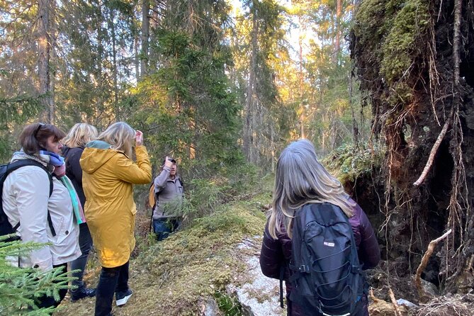 Wolf and Wildlife Tracking in Sweden - Key details before you book