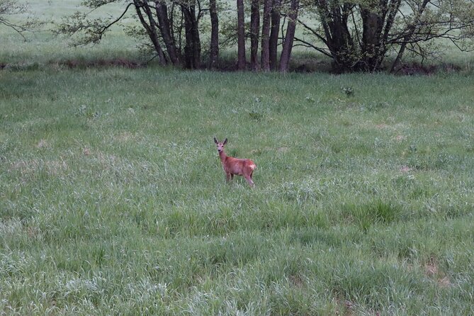 Wolf and Wildlife Tracking in Sweden - Why wolf tracking near Stockholm feels different