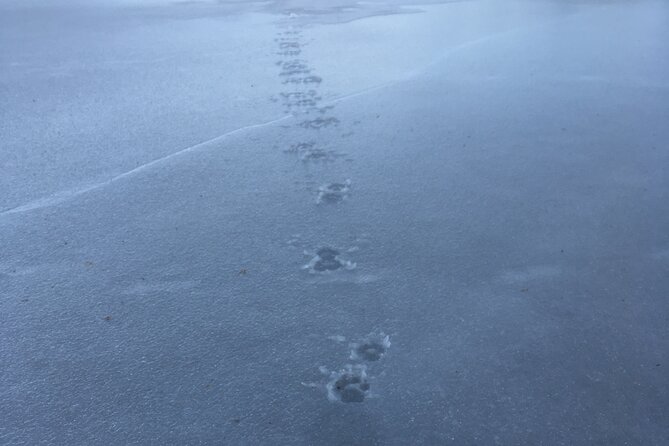 Wolf and Wildlife Tracking in Sweden - Walking across a frozen lake in winter