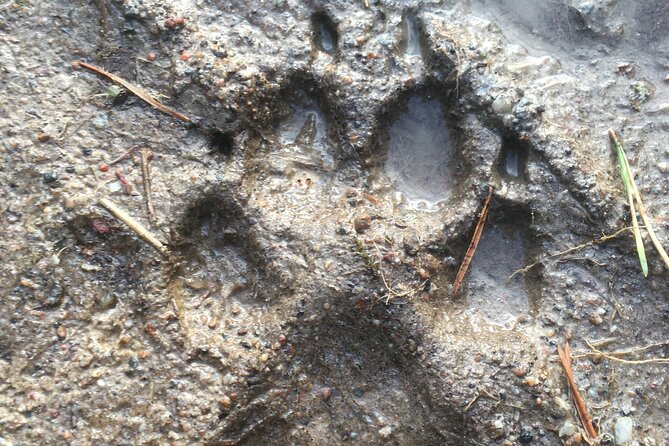 Wolf and Wildlife Tracking in Sweden - The hilltop howl and the quiet wait afterward