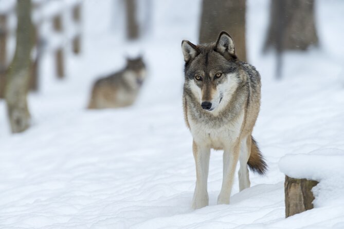 Wolf and Wildlife Tracking in Sweden - What the included lunch and equipment add