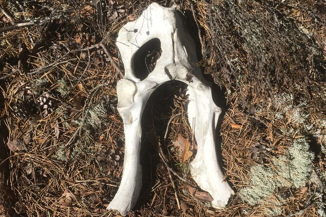 Wolf and Wildlife Tracking in Sweden - Who will get the most from the eight-hour outing