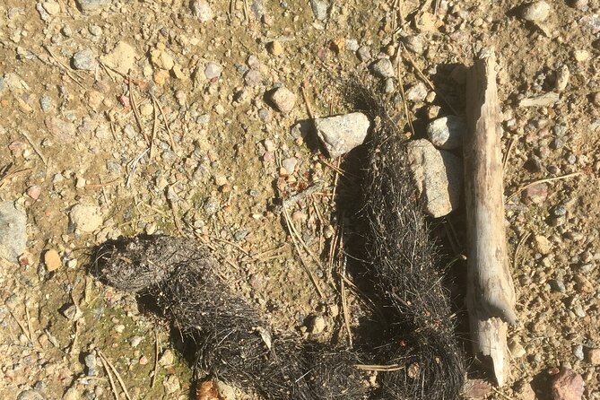 Wolf and Wildlife Tracking in Sweden - Booking early and handling the weather